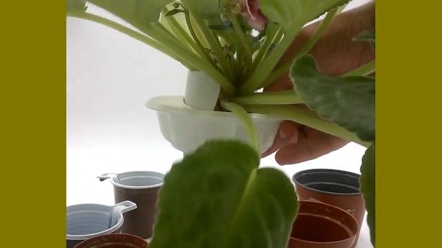 Кружка, стакан, горшок для фиалки. Сравниваем габариты смотреть онлайн