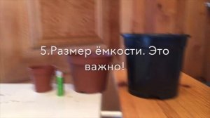 Обриета из семян