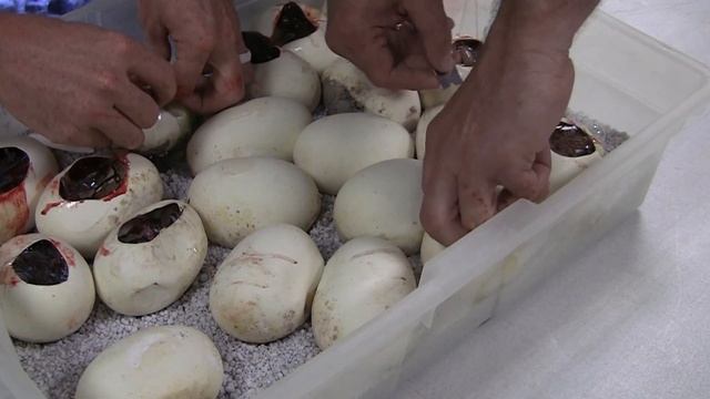 Dreaming about a Four Gene Snake смотреть онлайн