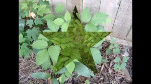 ТОКСИКОДЕНДРОН (TOXICODENDRON) сем. Сумаховые