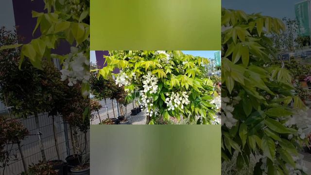 Цікавинки для нашого квітника. #клеродендрум#кизилдерен#гортензія#прянийкущ смотреть онлайн