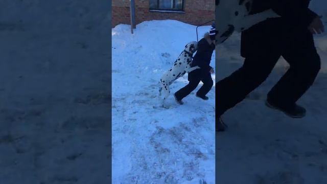 Далматинец  повзрослел