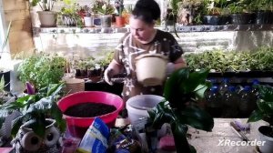 Эухарис ( амазонская лилия). Пересадка и уход в домашних условиях.