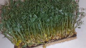 Микрозелень чечевицы и гороха MicroGreen.fun