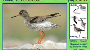 Травник. Кулик красноножка. Голоса птиц