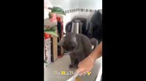 ? Коты из другой реальности!  ? Подборка смешных котов для хорошего настроения! ?