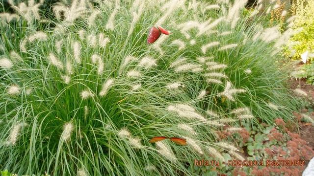 Пеннисетум обыкновенный (pennisetum-lisokhvostnyy) ? обзор: как сажать, саженцы пеннисетумы