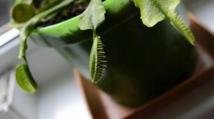 Venus flytrap