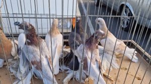 КРЫМСКАЯ ВЫСТОВКА ГОЛУБЕЙ.