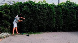 КОГДА СТРИЧЬ ЖИВУЮ ИЗГОРОДЬ. Для чего?