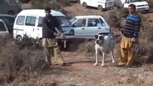 bully kutta
