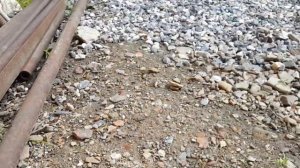 Крысу поймал и она была казнена ...
