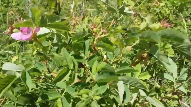 #Шиповник дикий Шиповник #лесной Кустарник с плодами