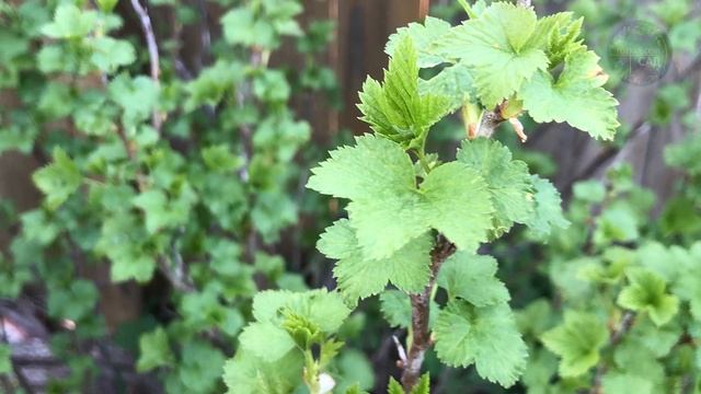 Сыпьте Под Смородину Весной по 3 Ложки! Размер и Сладость Ягод Вас Удивит! Уникальная Подкормка. смотреть онлайн