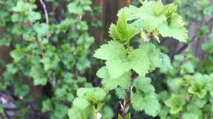 Сыпьте Под Смородину Весной по 3 Ложки! Размер и Сладость Ягод Вас Удивит! Уникальная Подкормка.