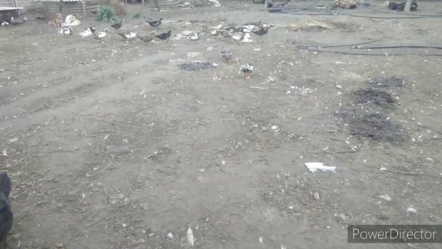 Добрый день!! Друзья 😃)) День с Песнями и Заботами!!👋👋😃 С Наступающим новым годом 🎉🎉🌲🌲 смотреть онлайн