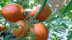 Томат Малиновка из Семипалатинска! Полный обзор сорта