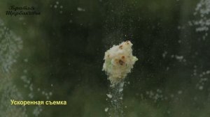 Вспухающее ТЕСТО на КАРАСЯ своими руками. Тестируем ИСКУССТВЕННЫЙ снег, SAP, пшеничную клетчатку!