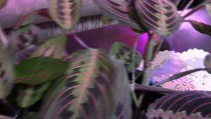 Маранта, выращивание, черенкование.