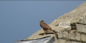 Биосфера. Птица определена. Пустельга. Более удачная съёмка. Вторая попытка.