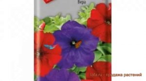 Петуния обыкновенная Вера (vera) ? обыкновенная петуния Вера обзор: как сажать, семена петунии Вера