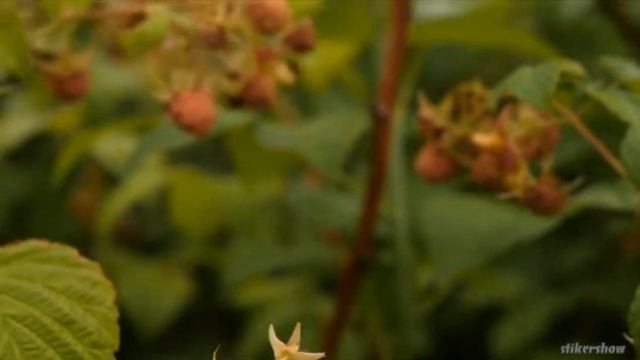 Реакция на "Желейный заяц Харитон" смотреть онлайн