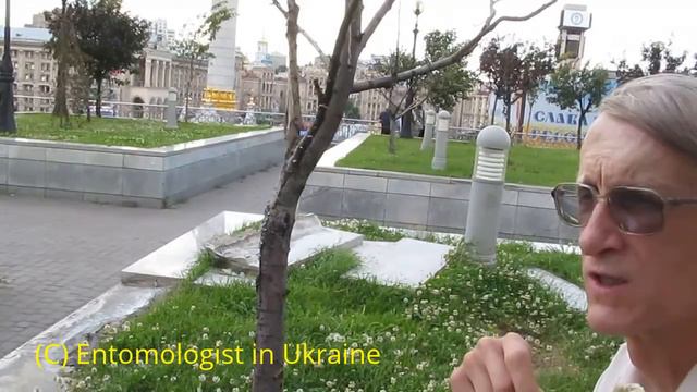 Шмели и Пчелы на Майдане в Киеве?   Bees & Bumblebees in Kyiv, Ukraine