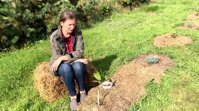 Горіх пекан. Чекаємо великих врожаїв :) смотреть онлайн