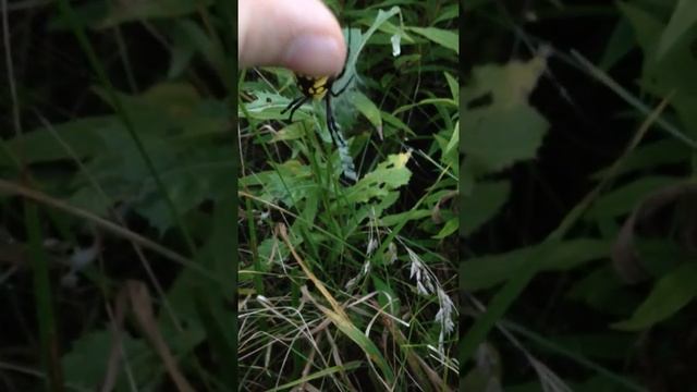 Petting Black & Yellow Garden Spider (Argiope aurantia)