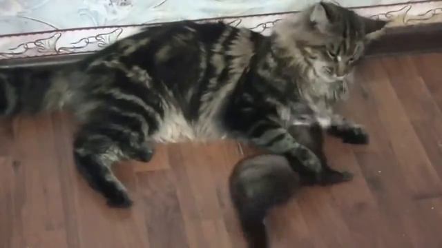 кот с хорьком дерутся Кто победит смотреть онлайн