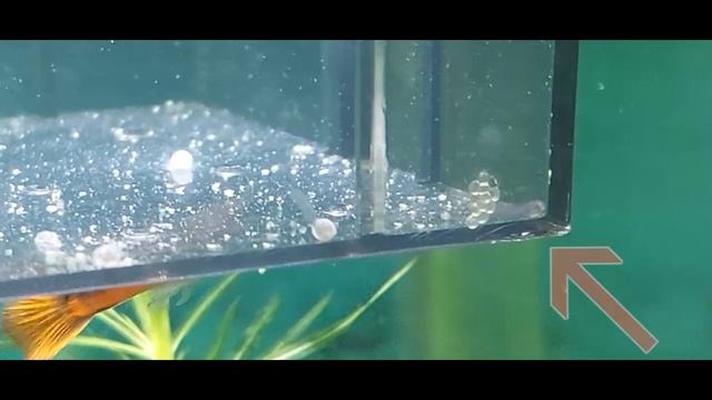 Как сомики "Панда" вылупляются из икринок. смотреть онлайн