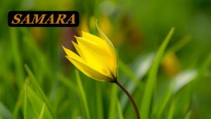 Ботанический сад. Самара. Тюльпаны. Начало мая 2022. Botanical Garden. Samara. Tulips. May 2022.