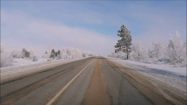 Одинокая сосна. ст. Мешковская.