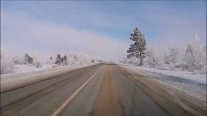 Одинокая сосна. ст. Мешковская.
