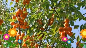 Абрикос маньчжурский. Краткий обзор, описание характеристик, где купить крупномеры prunus armeniaca