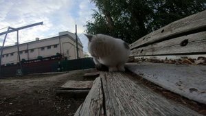 Кошачья мята для чего она нужна. Можно ли кошкам и котам? Обучение кошек (2019)