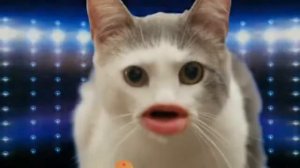 Я люблю тебя киса моя