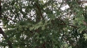 Биосфера-2. Экскурсия в одну из ошибок людей.