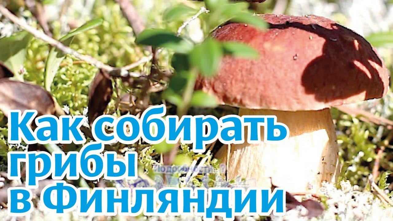 Финляндия: сбор грибов и ягод