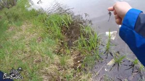 Ловля карася на закидушки(донку), карась капризничает, но пару уговорил.