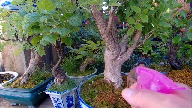 Бонсай весной озвучка часть 1 Bonsai spring voiceover part 1 2023 год