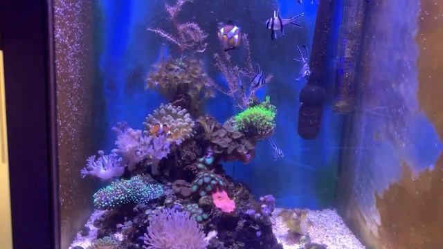 Морской аквариум на 30 литров смотреть онлайн