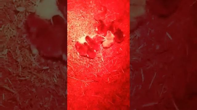 Царская птица (цесарка) начало. Часть 2