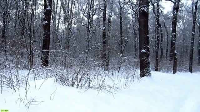 Forest in Lianozovo (area in Moscow), 30.12.2010 смотреть онлайн