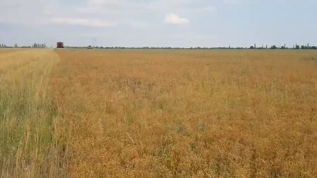 Выращивание льна. No-till 19.07.2019. Уборка смотреть онлайн