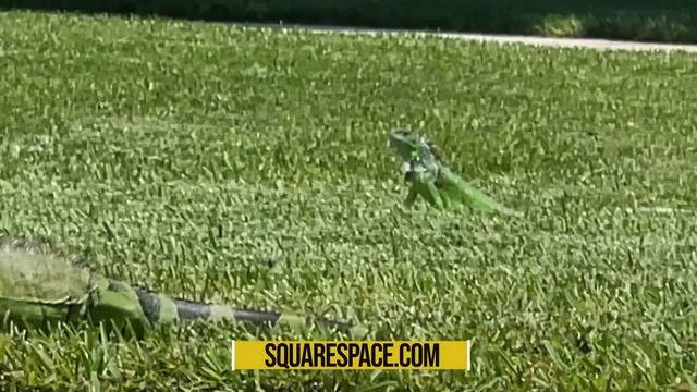 Sketchbook Date at the Park + Urban Sketching Tips! смотреть онлайн