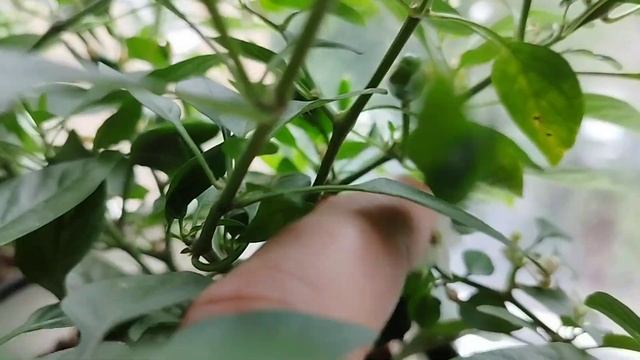 Перцы на подоконнике. Урожай. смотреть онлайн