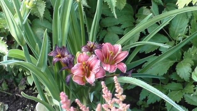 Первые летние цветы в моем саду. Садовые цветы новинки и проверенные временем! смотреть онлайн