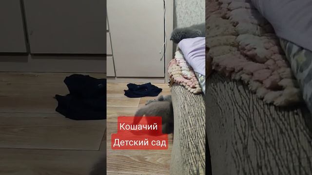 Кошачий детский сад!Котики в продаже. #шотландскиекотята #котята #мамакошка