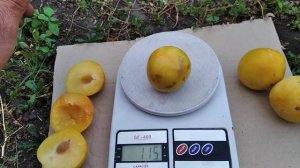 Диплоїдна слива То Че Сан.